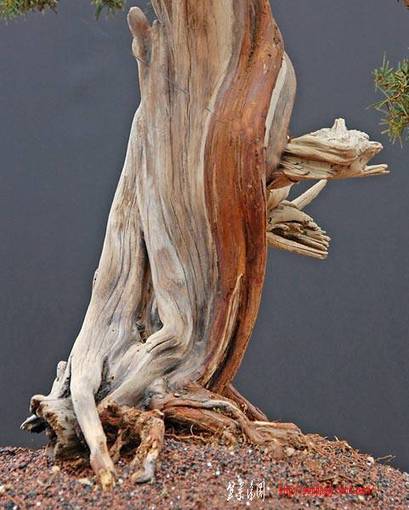 dsc_1668v.jpg