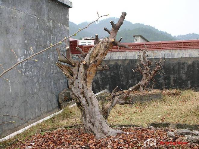 DSCN1626.JPG