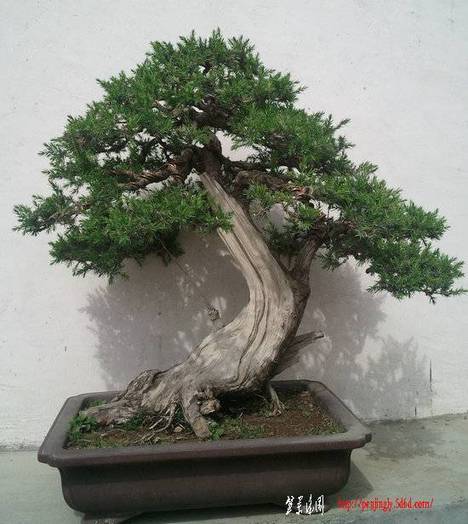 Ƭ0195.jpg