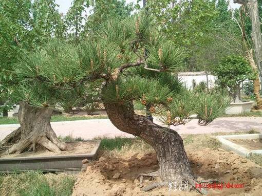 Ƭ0198.jpg