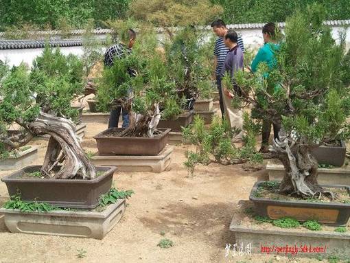Ƭ0229.jpg