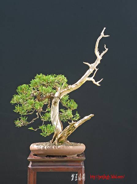2009_07_nsc_8109ofv.jpg