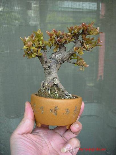 DSCN5586.JPG