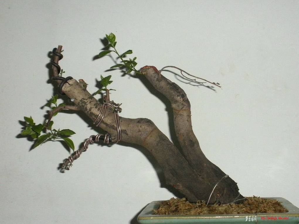 2011.4.7 050.jpg