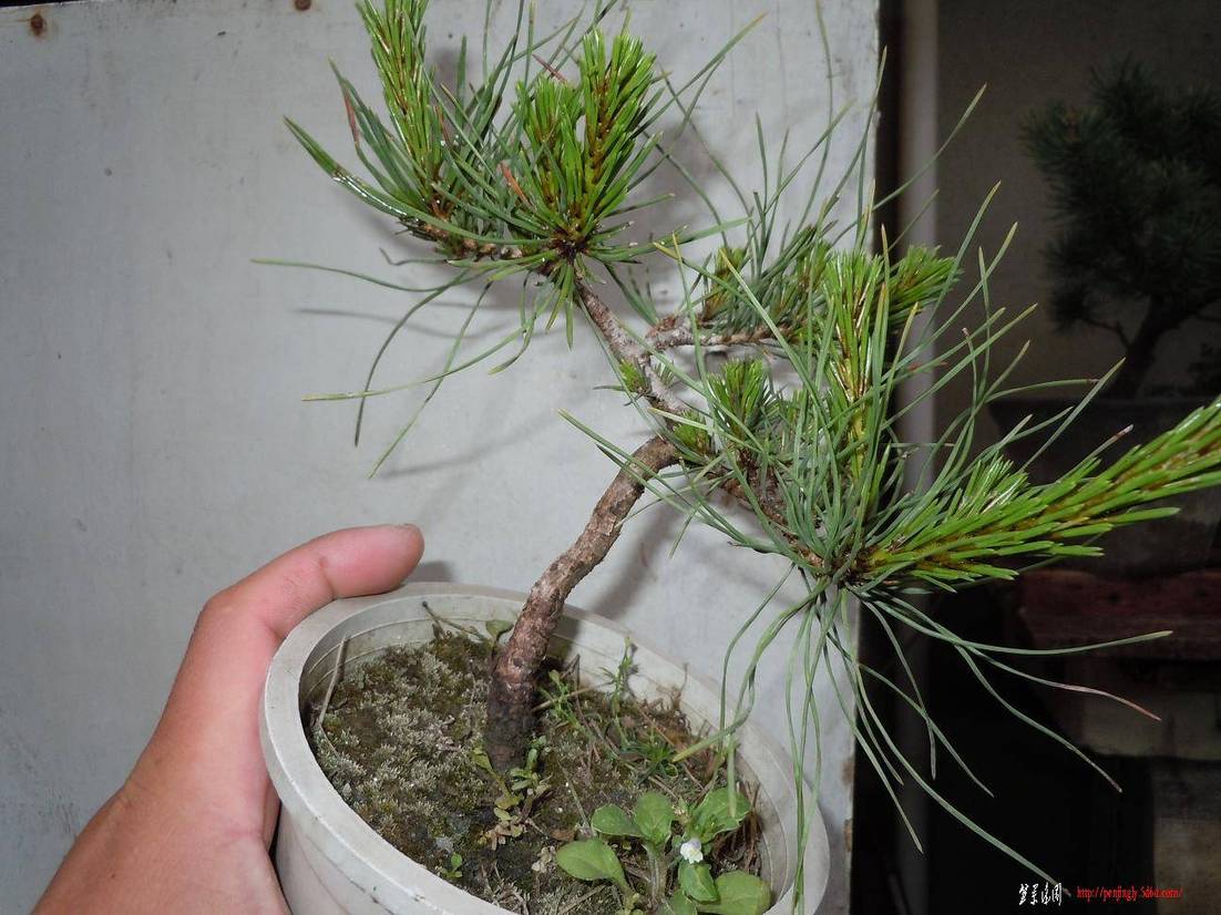 DSCN1435.jpg