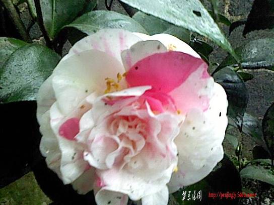 IMG0084A.jpg