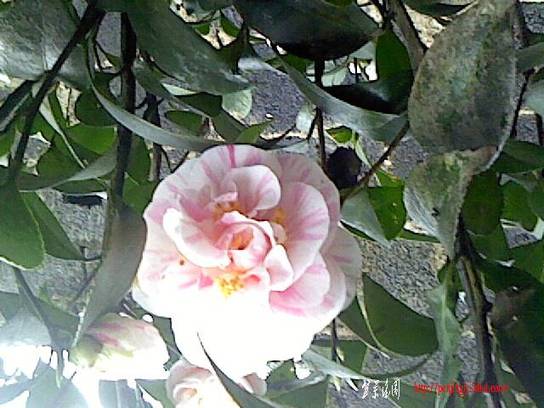 IMG0082A.jpg