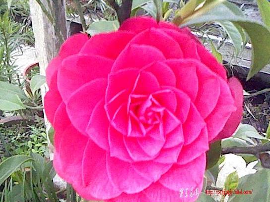 IMG0087A.jpg