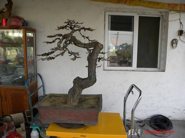 DSCN1902.jpg