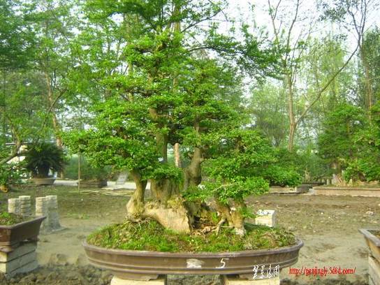 a辰Ƭ2011괺 042.jpg