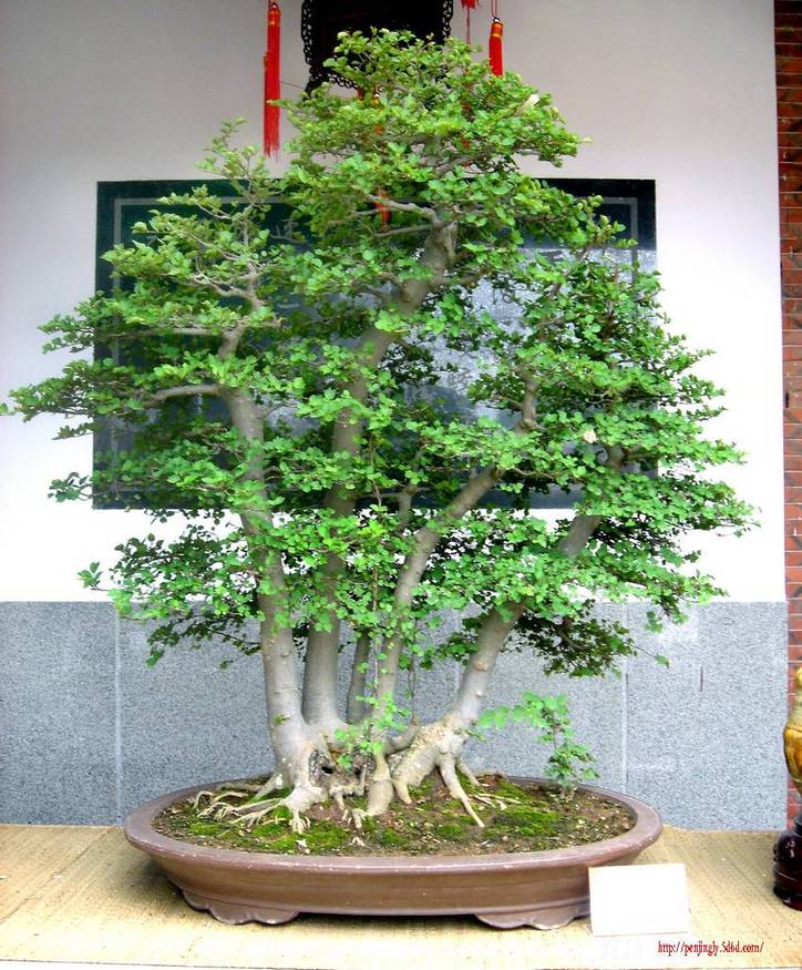 ȫ辰չ 042.jpg