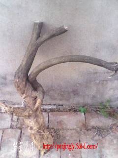 IMG0376A.jpg