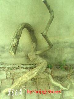 IMG0375A.jpg