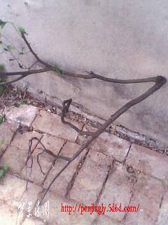 IMG0379A.jpg