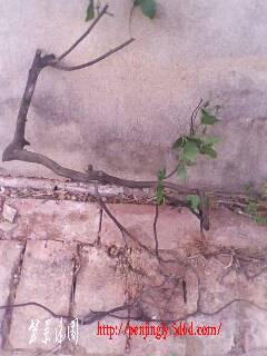 IMG0378A.jpg