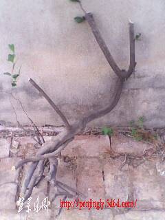 IMG0377A.jpg