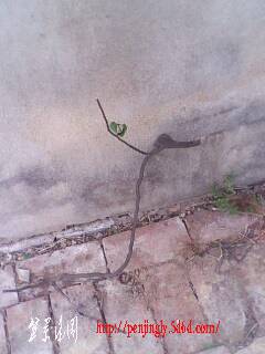 IMG0381A.jpg