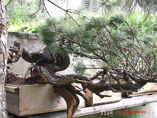 2002_07_baum_in_kiste_anfangv.jpg