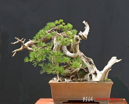 2009_08_nsc_8197vr.jpg