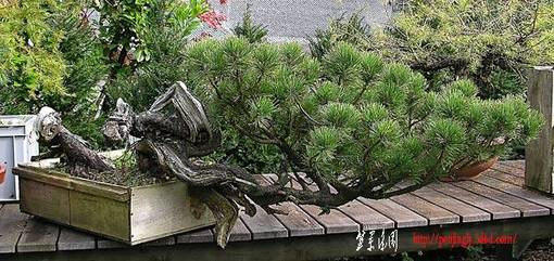 2005_06_spiralkiefer_originalv.jpg