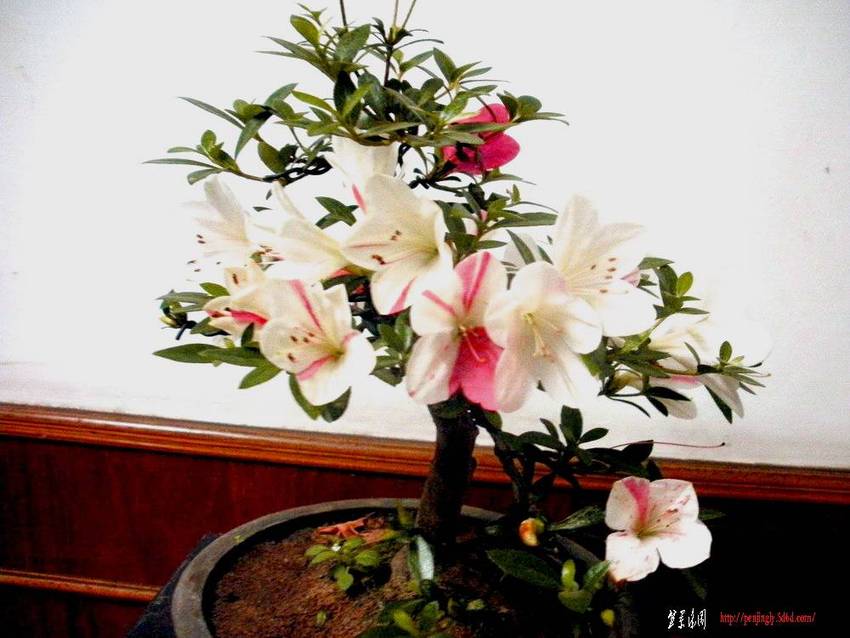 2011.510 006.jpg