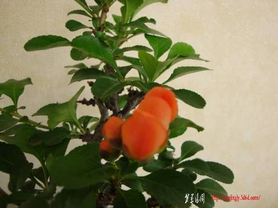 DSC04813.JPG
