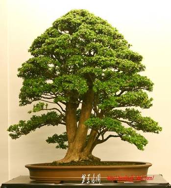 20090710-IMG_8622_410.jpg