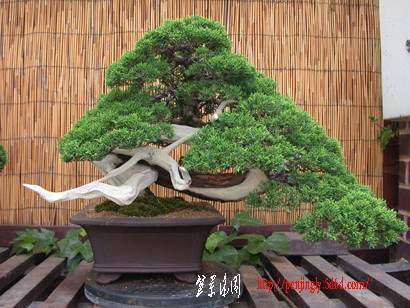 HanKengaiItoigawaJuniper_410.jpg