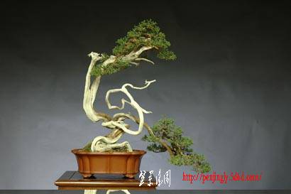 juniperus_chinensis_chuhin_46_chinese_001.jpg