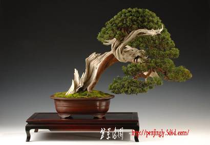 YamadoriShimpaku_410.jpg