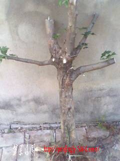 IMG0389A.jpg