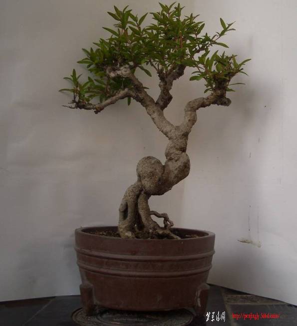 ʯ1159.JPG