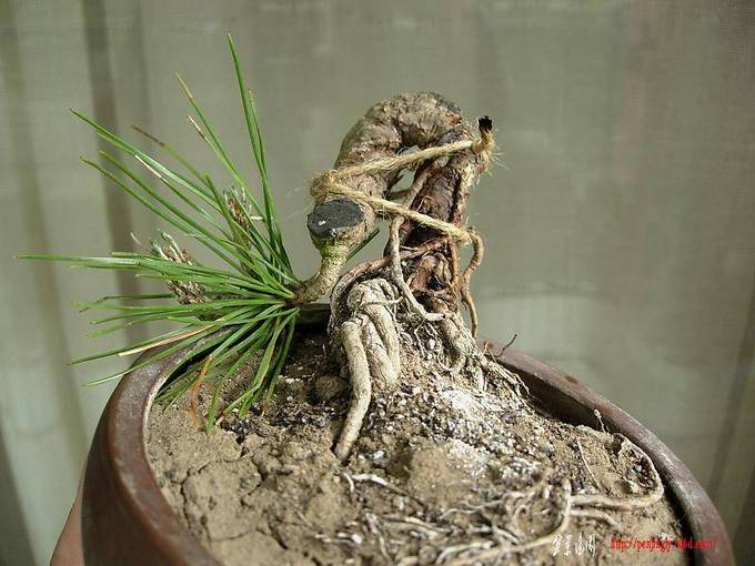 DSCN5666.JPG