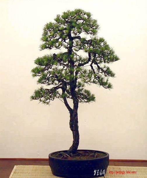 gDN7UYeRAr.jpg