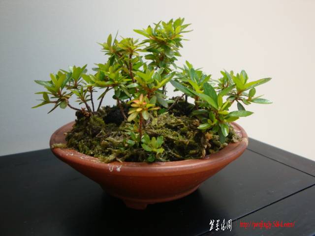 DSC04936.JPG