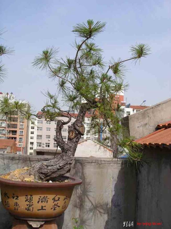 SDC12075.JPG