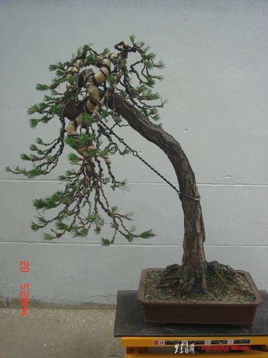 DSC00004.jpg