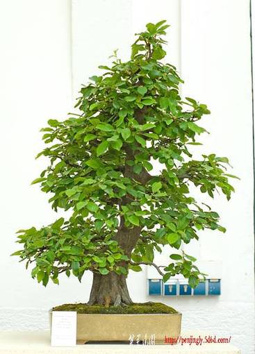 bot__garden__munich_2008_nsc_5628v.jpg
