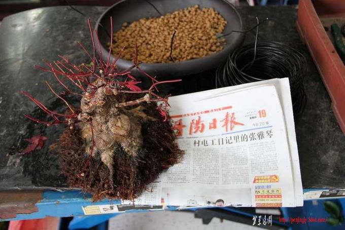 辰666 2788.jpg
