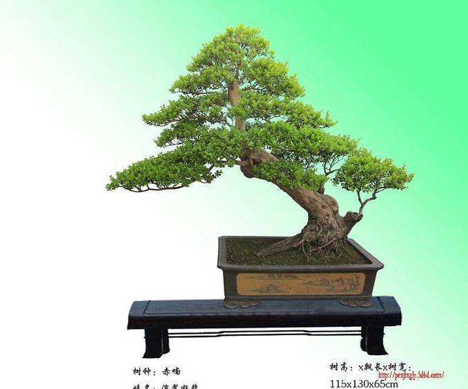 骶.jpg