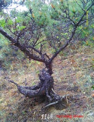 IMAG0034.JPG