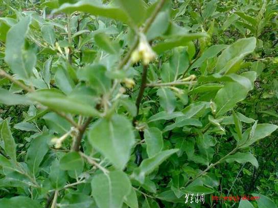 20110524050-С.jpg