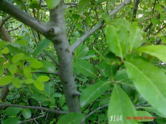 20110524051-С.jpg