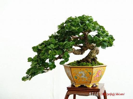 abbr_b91cd5a34038ef39cf23104e003e37a8.jpg