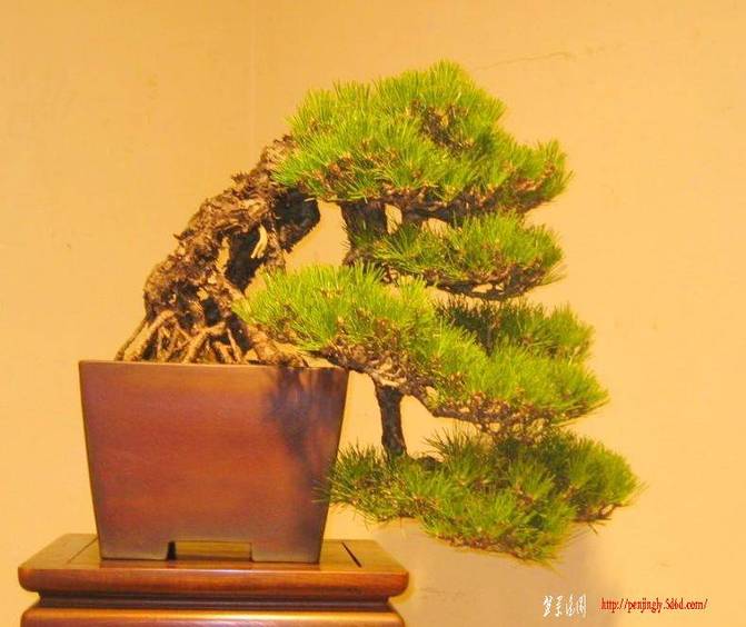 20081129_c2886b62108292832ed07R5Zyuqssc9H[1].jpg