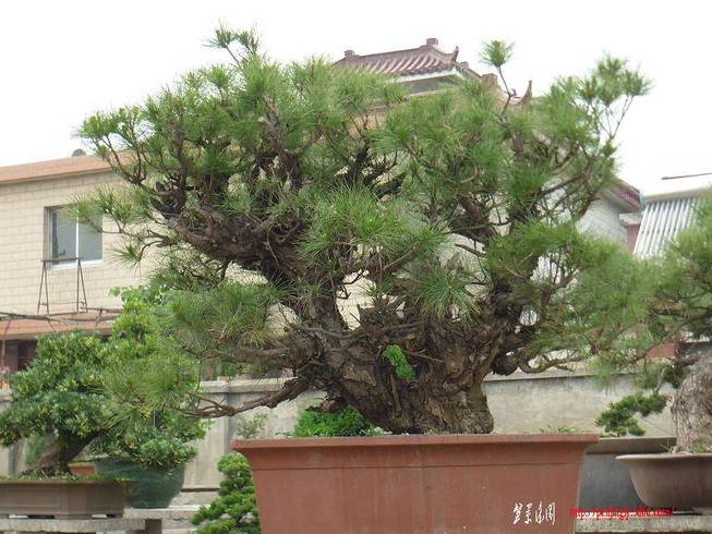 P1020959.JPG