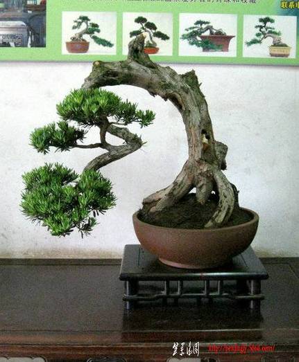 Ƭ 14435.jpg