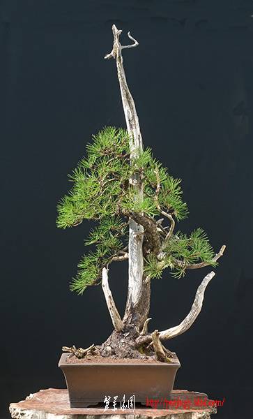 2008_09_nsc_6548ofv.jpg