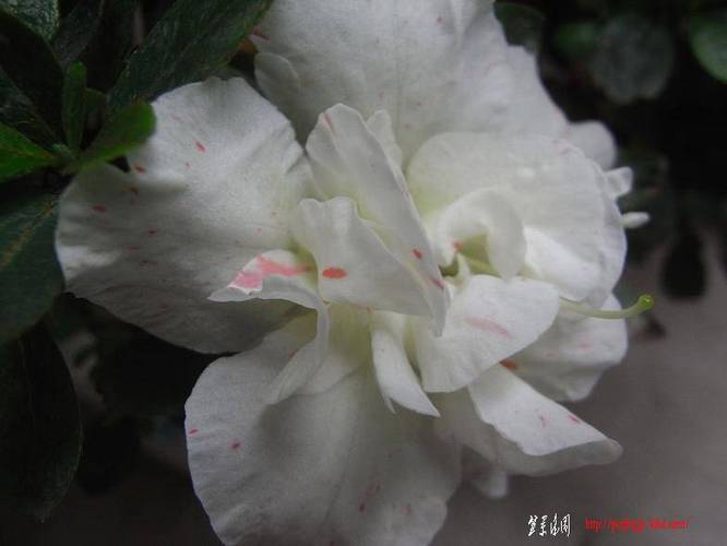 RIMG0487.JPG