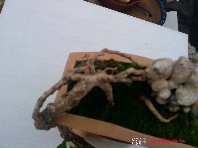 DSC01068.JPG